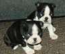 wunderschöne Boston Terrier Welpen